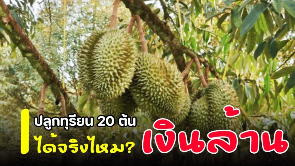 ทุเรียนเงินล้าน 1