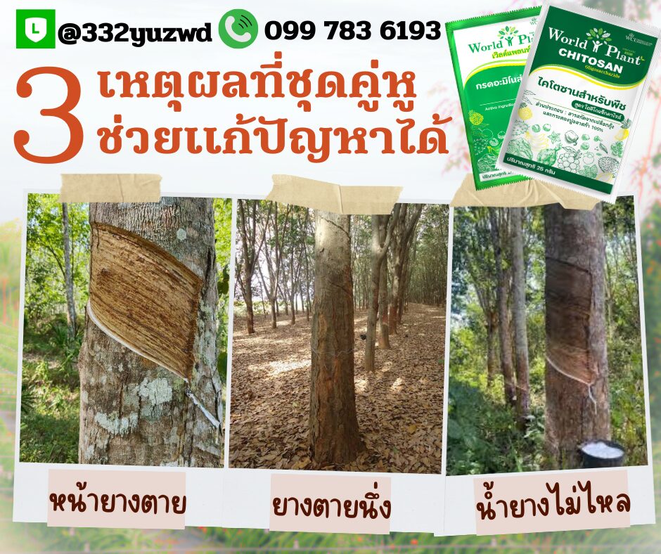 ภาพเพิ่มเติม