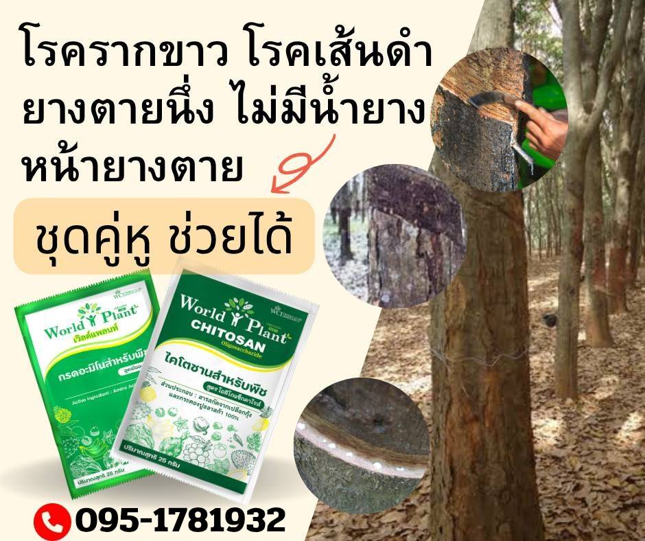 ภาพเพิ่มเติม
